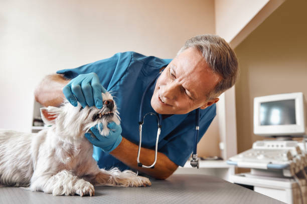 Best Emergency Root Canal Therapy in Lake Leann, MI